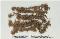 藏品(中位泥炭苔)的圖片